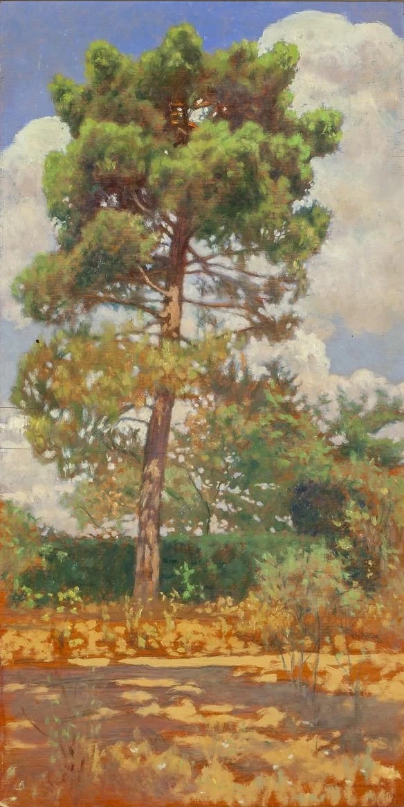 Il pino